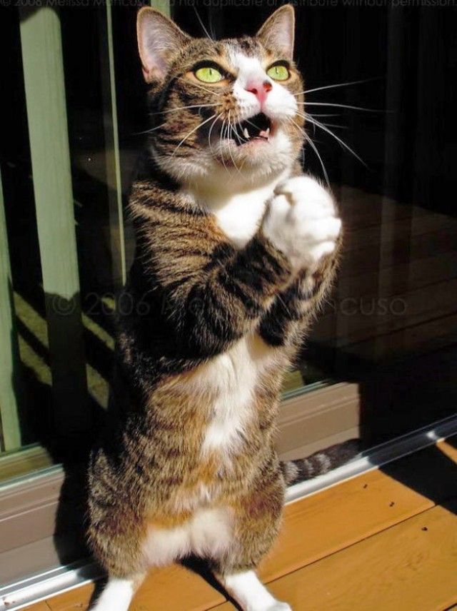 prayingcat3_e