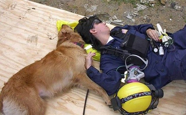 911dogs16_e