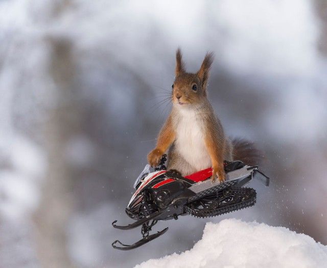 wintersportssquirrel5_e