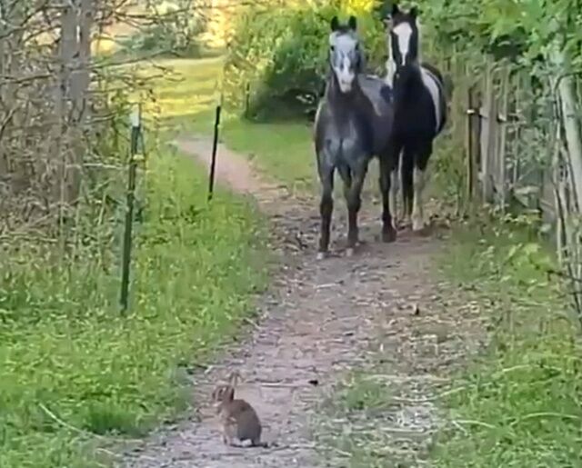 horsenbunny3_640