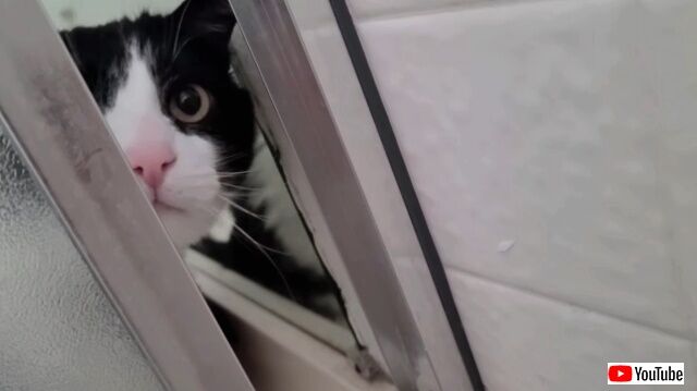 showercat2_640