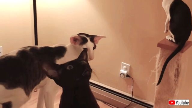 catmeetsmoth4_640