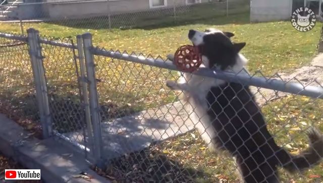 funnyfunnydogs5_batch