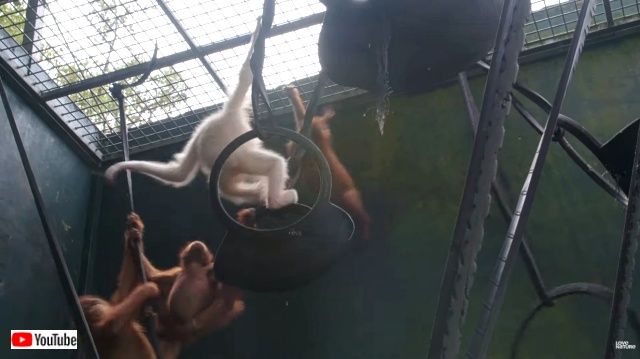 albinoorangutan5_640