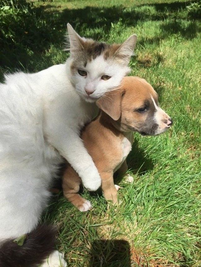 catndogcute11_e