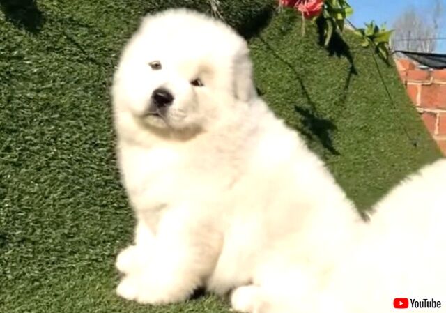 fluffybear3_640