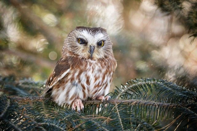 owl-photography-cute-104__880_e