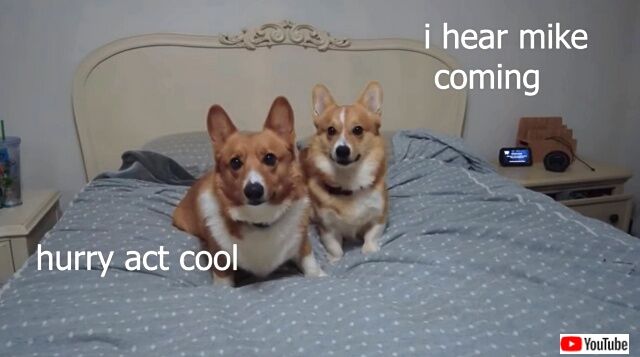 corgis0_640