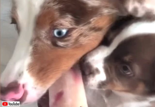 bestpet20190901_1_640