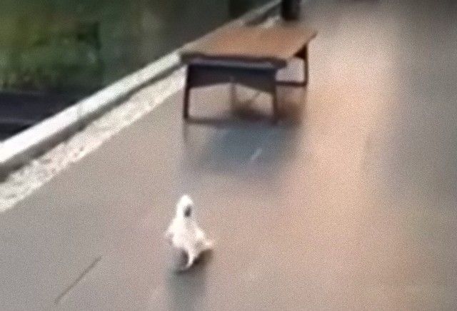 parrotbarks1_e