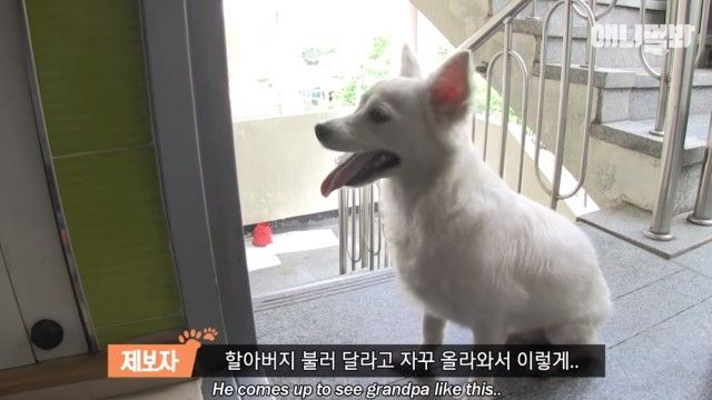 dogwaitingforsomeone2_e