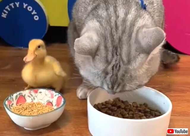 kittynduck2_640