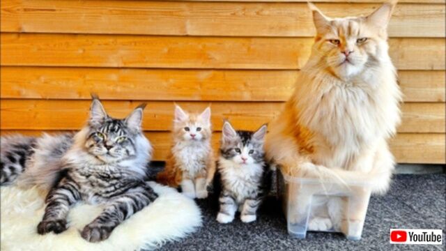 「もう無理ニャ！」静寂は心の中にある？子猫たちの襲来にも平静を保つ、ZENを実践するメインクーンの年長者たち？