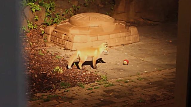 foxnball1