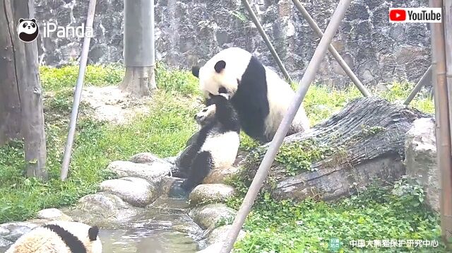 pandajealous10_640