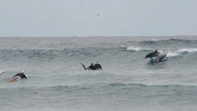 dolphinsnsurfers2_e