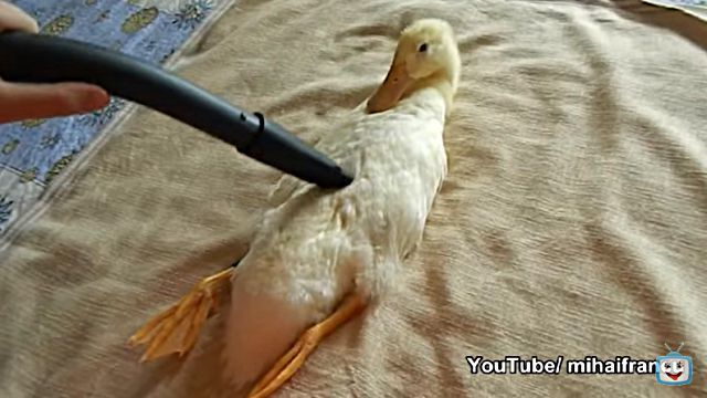 ducknvacuum4