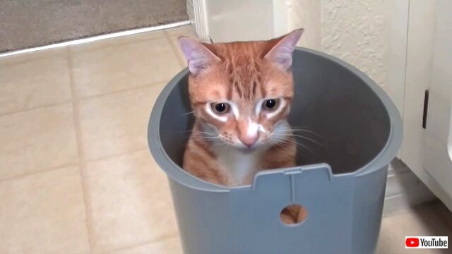 supercat2_640