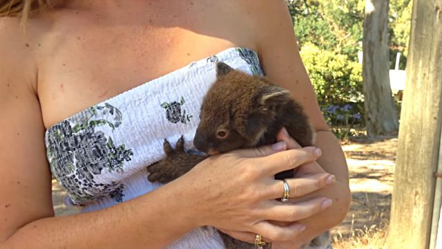 koala1