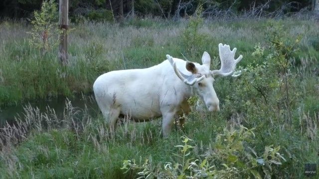 whitemoose0_e