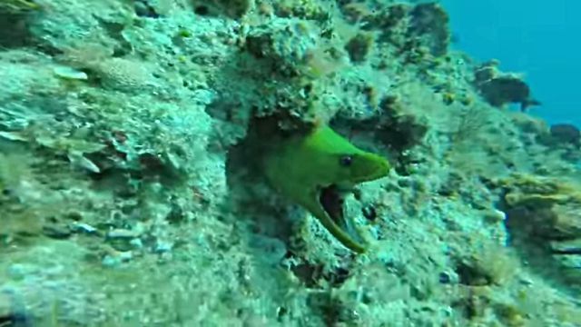 eel2