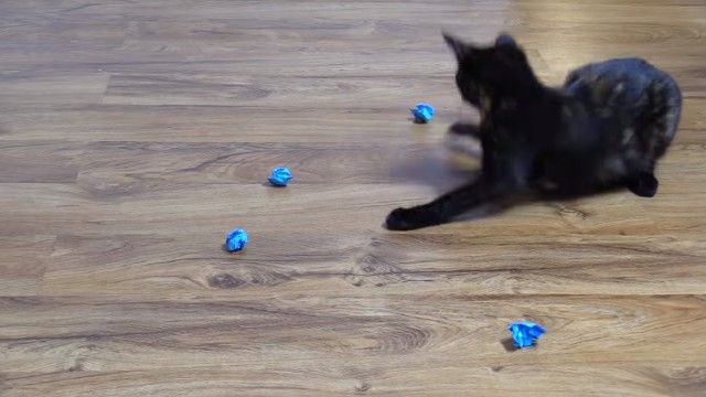 catshaming11_e