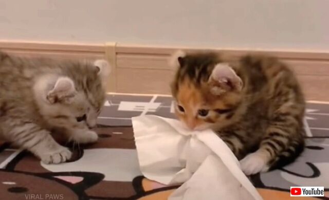 littlekitty4_640