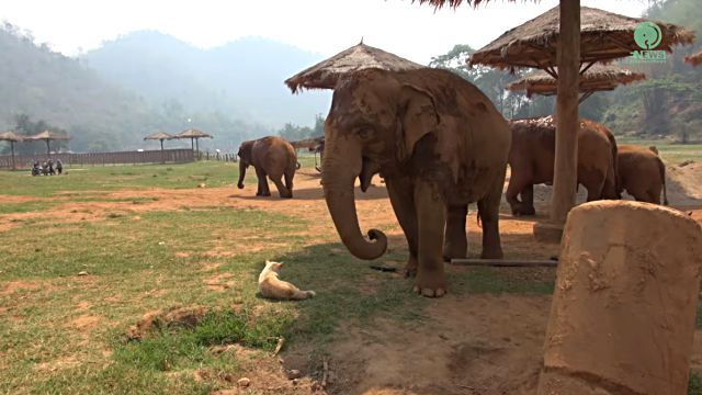 elephantndog1