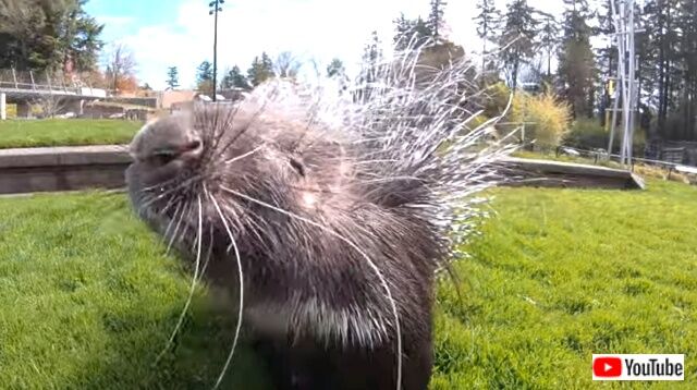 porcupine2_640