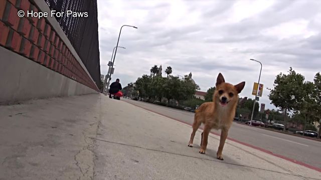 dingo2