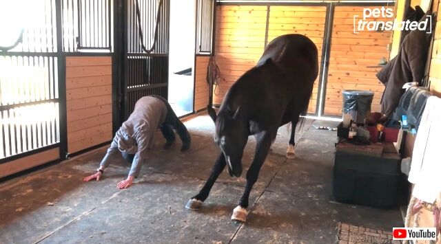 horse4_640