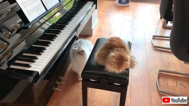 pianistcats5_640