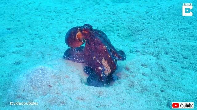 octopushunts3_640