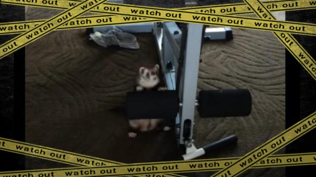 ferret-f [www-frame