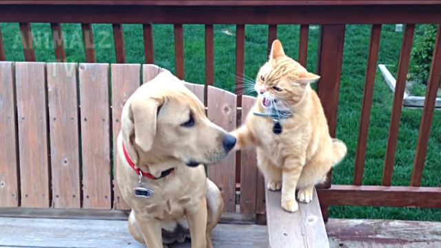 ninjacats1
