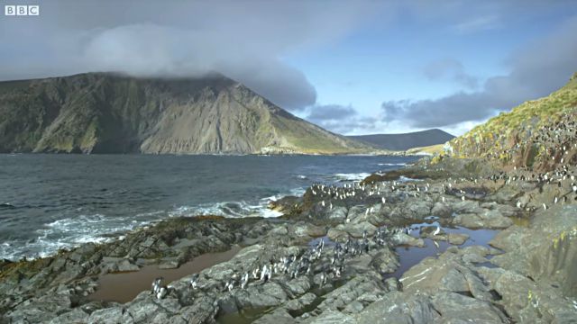 penguins1