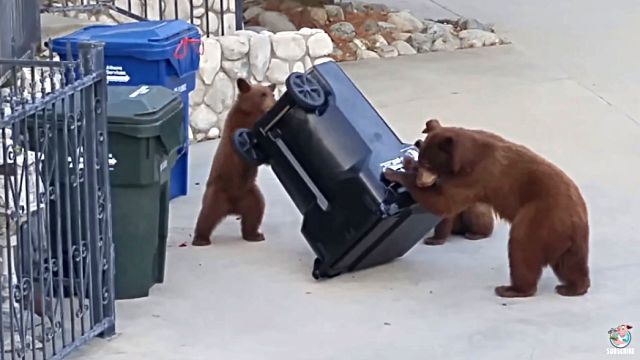 bearcubs2