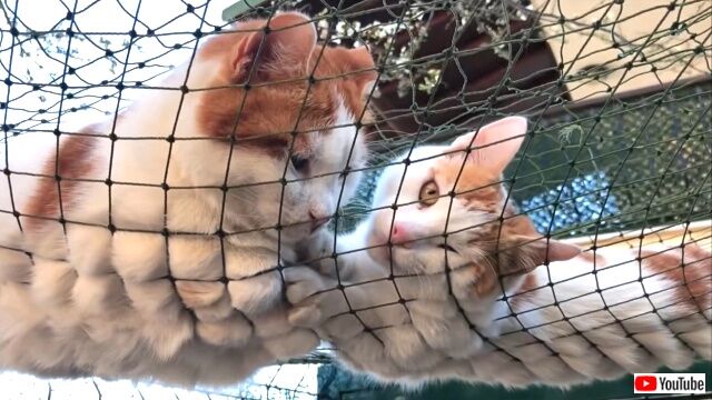 outdoorcats2_640