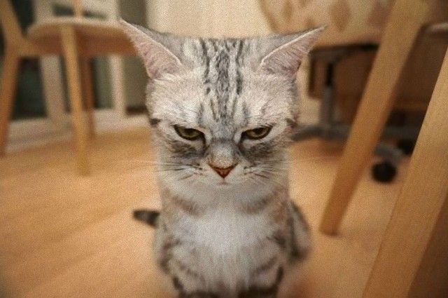 grumpy_animals_10_e
