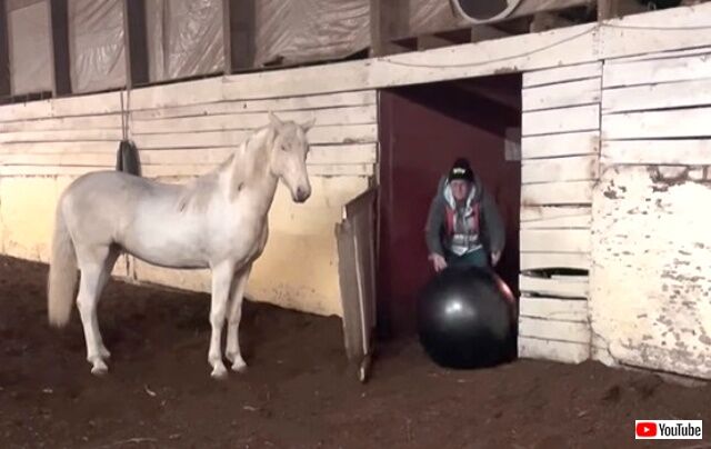 horsenball1_640