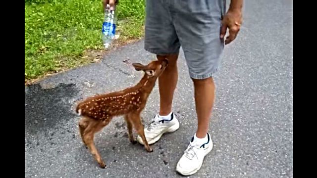 babydeer2