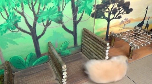 hamster7_e