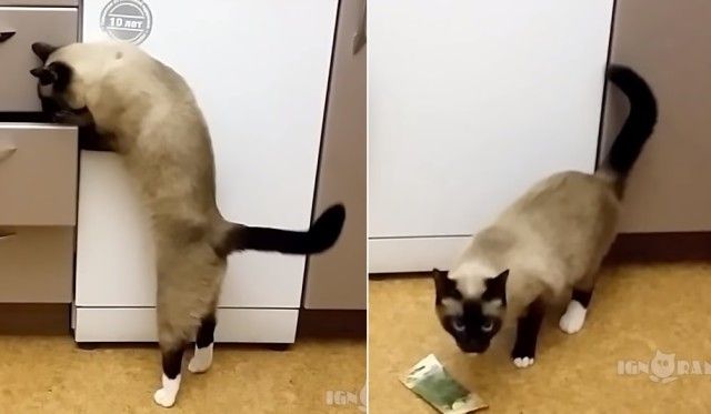 allcatsrdifferent1_e