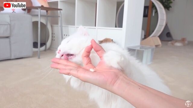 smartcats5_640