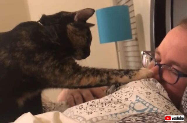 catcat1_640