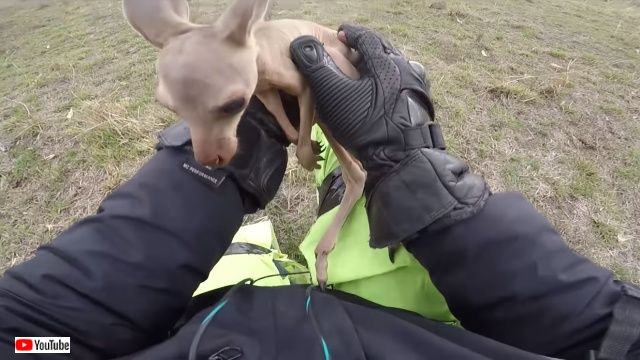 kangarooonbike0_640