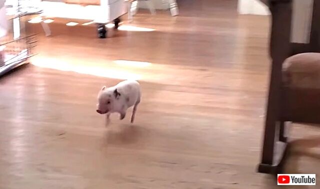 pigslides0_640