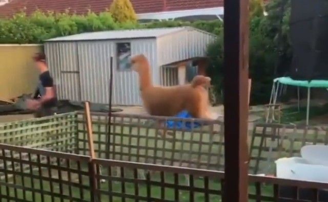 alpaca3_e