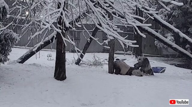 snowpanda4_640