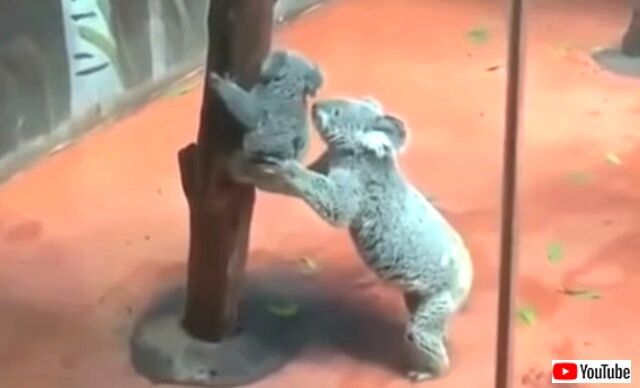 cutebabyanimals4_640